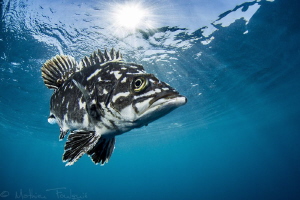 Polyprion americanus #2 (Agde, Hérault, France) by Mathieu Foulquié 